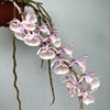 dendrobium primulinum 